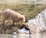 Small Photo #23 Goldendoodle Puppy For Sale in CARLOCK, IL, USA