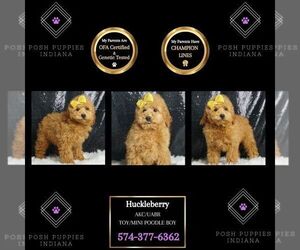 Poodle (Miniature) Puppy for sale in WARSAW, IN, USA