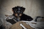 Small Photo #4 Yorkshire Terrier Puppy For Sale in KELLY, LA, USA