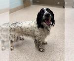 Small English Setter