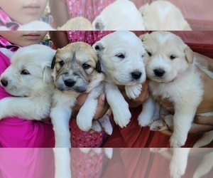 Golden Pyrenees Puppy for sale in PRINCETON, WI, USA