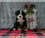 Puppy 7 Bernese Mountain Dog