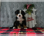 Puppy 11 Bernese Mountain Dog