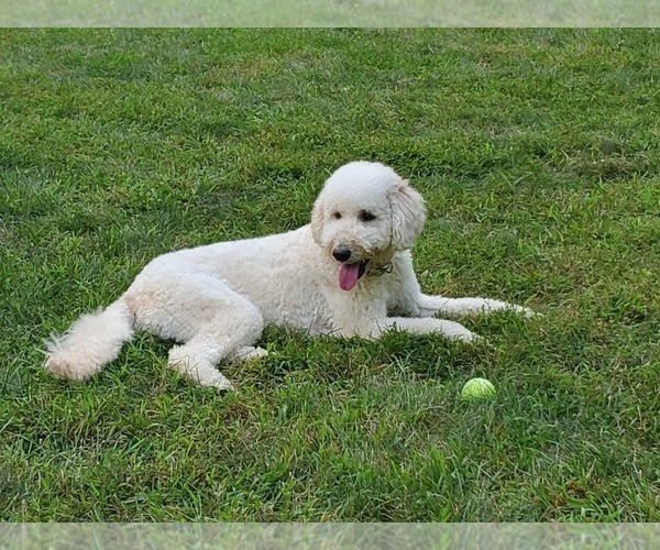 Medium Photo #1 Goldendoodle Puppy For Sale in ATHENS, GA, USA