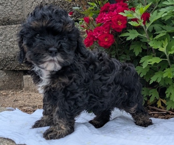 Medium Photo #6 Cock-A-Poo Puppy For Sale in GOSHEN, IN, USA