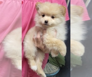 Pomeranian Puppy for sale in FAIRVIEW HEIGHTS, IL, USA