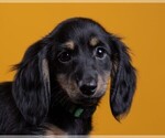 Small Photo #59 Dachshund Puppy For Sale in CROWLEY, TX, USA