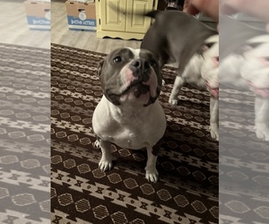 American Bulldog Puppy for sale in WILM, NC, USA