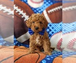 Small Photo #6 Poodle (Toy) Puppy For Sale in GLEN ROCK, PA, USA