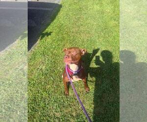 American Staffordshire Terrier-Unknown Mix Dogs for adoption in Front Royal, VA, USA