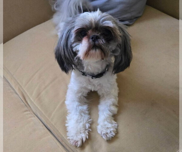 Medium Photo #2 Mutt Puppy For Sale in Morganville, NJ, USA