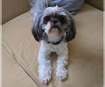 Small #1 Mutt