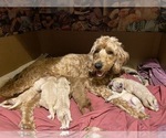Small #15 Goldendoodle