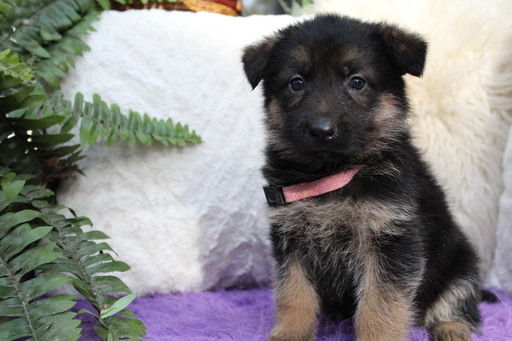 Medium Photo #2 German Shepherd Dog Puppy For Sale in OCALA, FL, USA