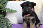 Small Photo #2 German Shepherd Dog Puppy For Sale in OCALA, FL, USA