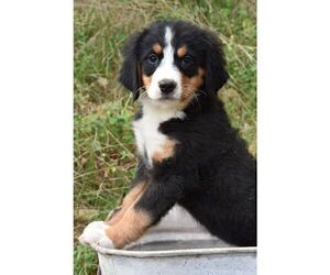 Bernese Mountain Dog Puppy for sale in HOWARD, PA, USA