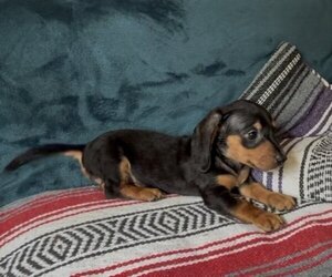 Dachshund Puppy for sale in BLMGTN, IN, USA