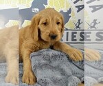 Small Photo #3 Labradoodle Puppy For Sale in NASHVILLE, NC, USA
