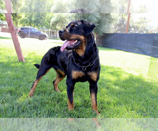 Medium Photo #1 Rottweiler Puppy For Sale in YUCAIPA, CA, USA