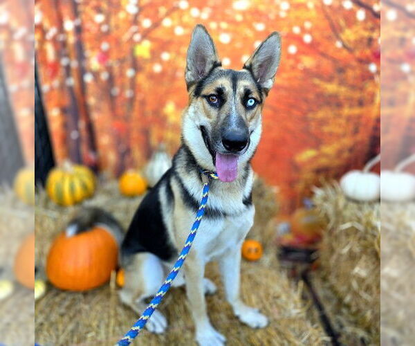 Medium Photo #1 German Shepherd Dog-Siberian Husky Mix Puppy For Sale in Long Beach, CA, USA