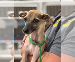Small Chihuahua Mix