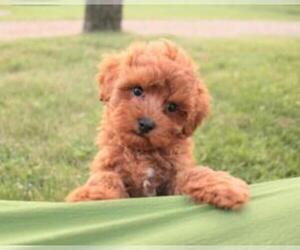 Cavapoo Puppy for sale in FRESNO, OH, USA