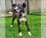 Small #7 Catahoula Leopard Dog-Siberian Husky Mix