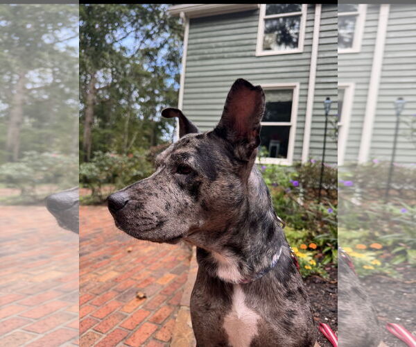 Medium Photo #3 Mutt Puppy For Sale in Ball Ground, GA, USA