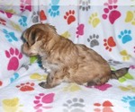 Small Photo #4 Morkie Puppy For Sale in ORO VALLEY, AZ, USA