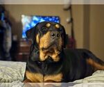Small Photo #10 Rottweiler Puppy For Sale in WAVELAND, IN, USA