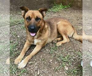 Mutt Dogs for adoption in Clarkesville, GA, USA