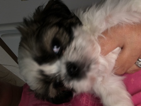 Medium Photo #1 Shih Tzu Puppy For Sale in TRENTON, FL, USA