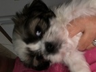 Small Photo #1 Shih Tzu Puppy For Sale in TRENTON, FL, USA