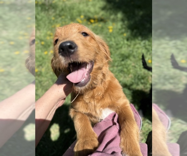 Medium Photo #4 Goldendoodle Puppy For Sale in SAINT CLOUD, MN, USA