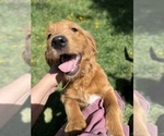 Small #3 Goldendoodle