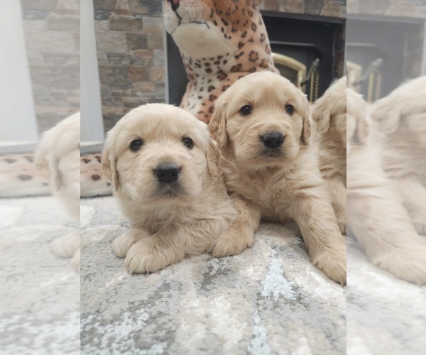 Medium Photo #11 Golden Retriever Puppy For Sale in ELVERTA, CA, USA
