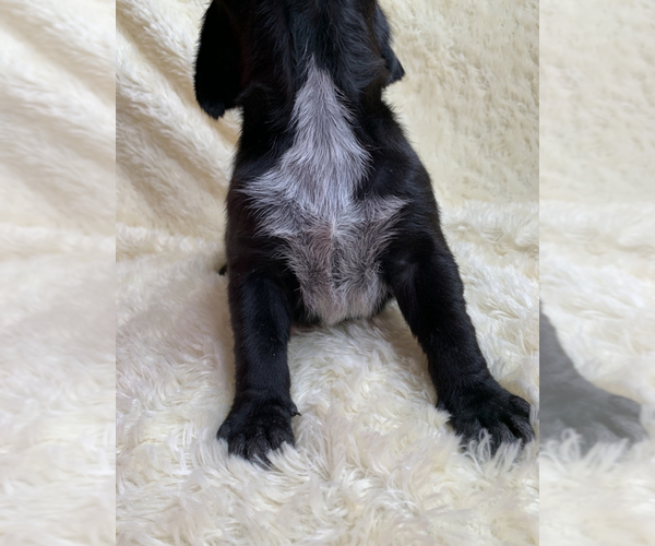 Medium Photo #2 German Shorthaired Pointer Puppy For Sale in CALDWELL, ID, USA