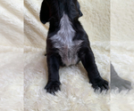 Small Photo #2 German Shorthaired Pointer Puppy For Sale in CALDWELL, ID, USA