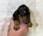 Small Photo #40 Black and Tan Coonhound-Bluetick Coonhound Mix Puppy For Sale in OAK HILLS, CA, USA
