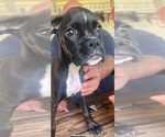 Small Photo #1 Boxer Puppy For Sale in VICTORIA, TX, USA