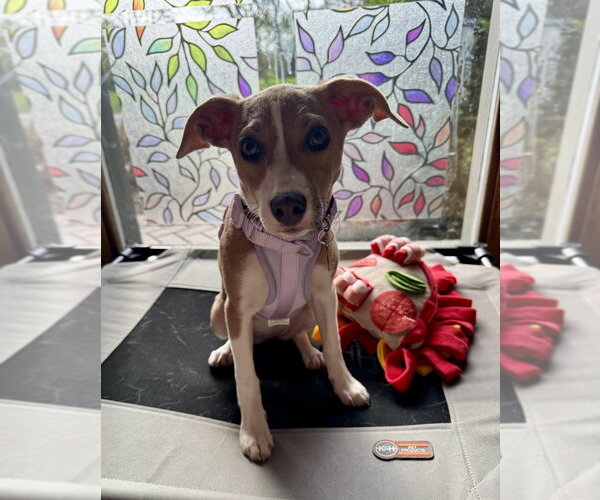Medium Photo #2 Mutt Puppy For Sale in Mundelein, IL, USA