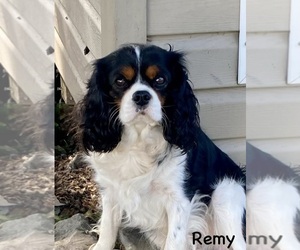 Father of the Cavalier King Charles Spaniel puppies born on 07/28/2026