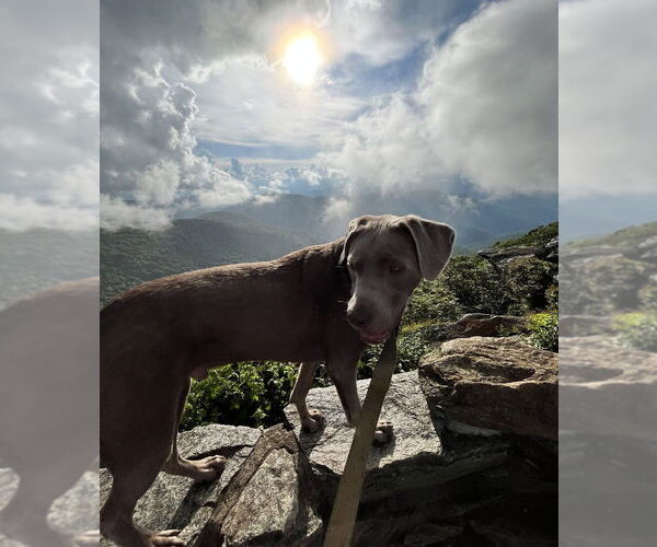 Medium Photo #4 Labrador Retriever-Unknown Mix Puppy For Sale in Candler, NC, USA