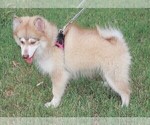 Puppy Chloe Pomsky