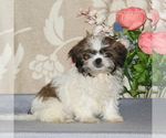 Small Photo #2 Shih Tzu Puppy For Sale in RISING SUN, MD, USA