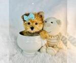 Small #8 Morkie