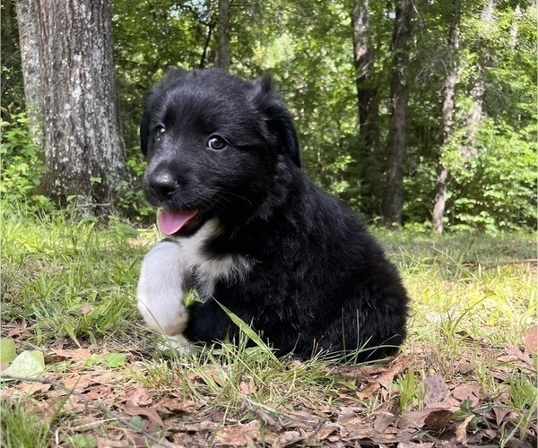 Medium Photo #2 Australian Shepherd Puppy For Sale in ELBERTON, GA, USA