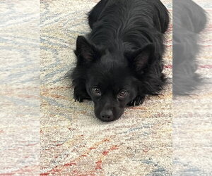 Chihuahua Dogs for adoption in Brewster, NY, USA