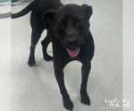 Small Labrador Retriever Mix