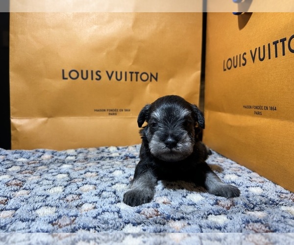 Medium Photo #2 Schnauzer (Miniature) Puppy For Sale in HOUSTON, TX, USA
